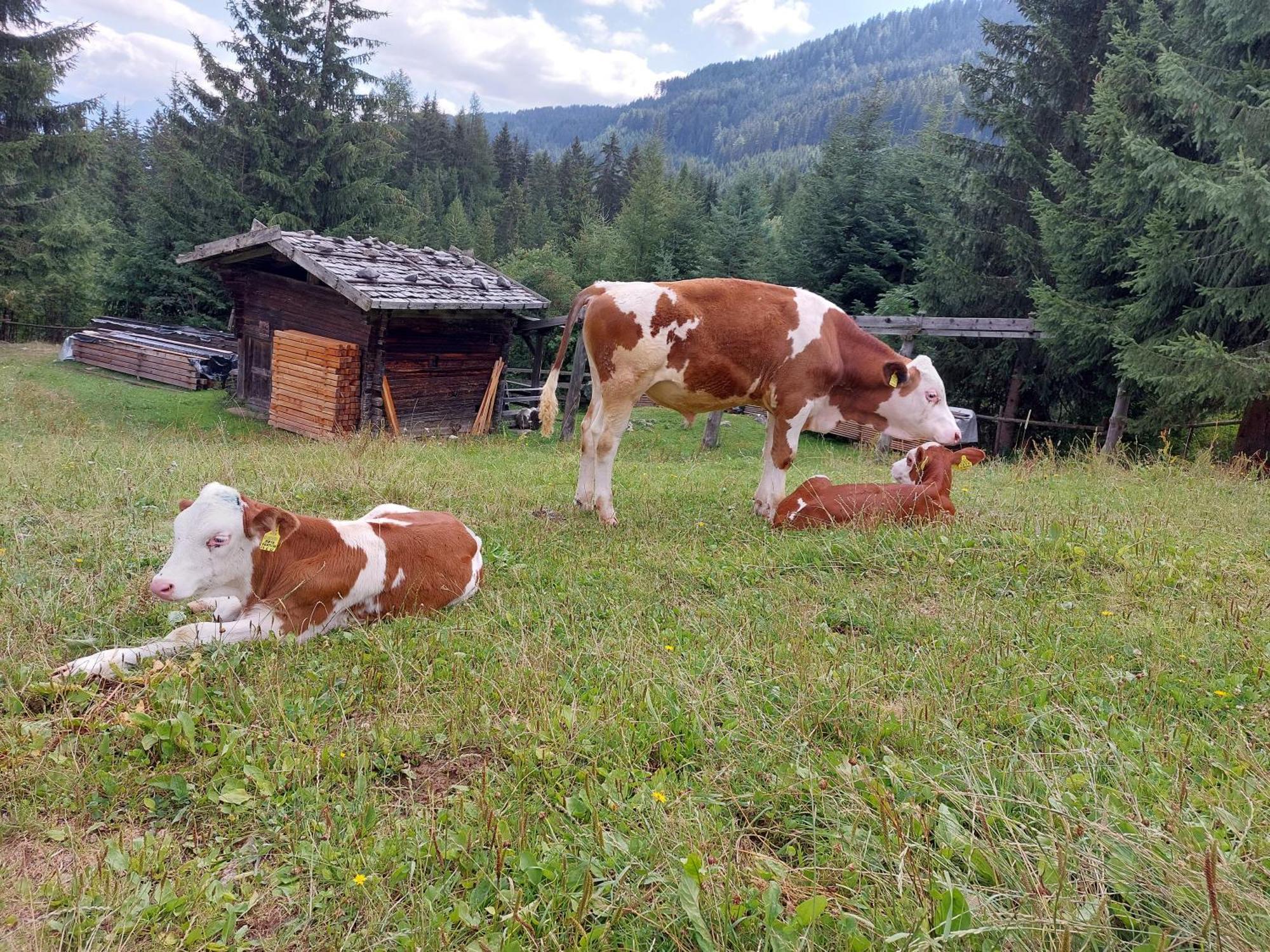 Blosegghof Bergchalets Waldblick Racines Eksteriør bilde